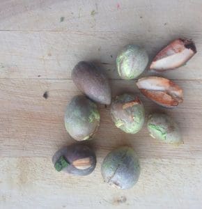 avocado stones