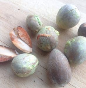 avocado stones for dyeing