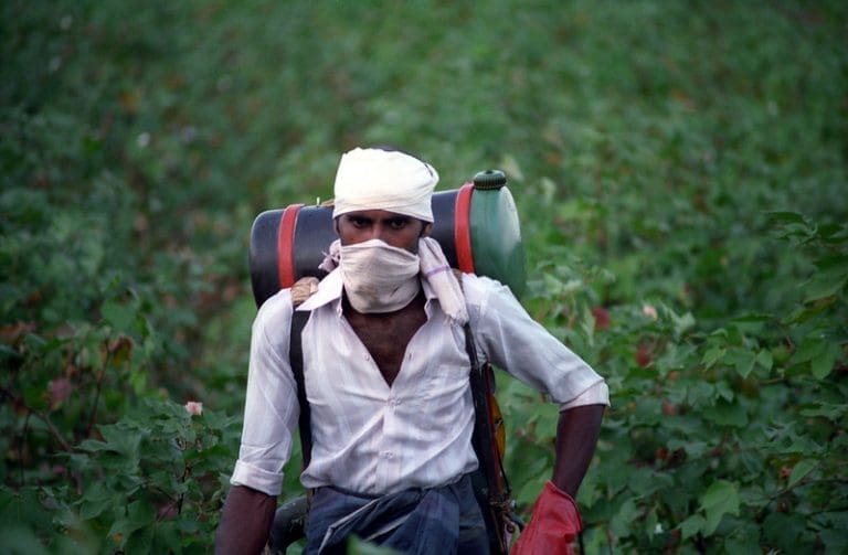 cotton crop spraying